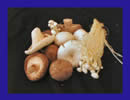 Click to enlarge: Exotic variety of mushrooms