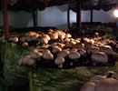 Click to enlarge: Growing mushrooms.
